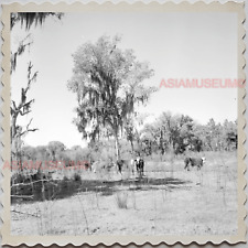 50s POLK COUNTY FLORIDA MAN COW FARM CATTLE AMERICA OLD VINTAGE USA Photo 7727 picture