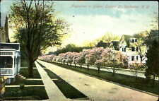 Oxford Street magnolias in bloom Rochester New York NY mailed 1909 picture