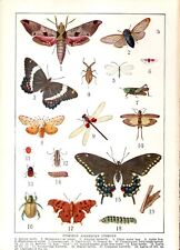 Illustration Common American Insects 1929 picture