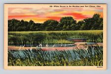 Port Clinton OH-Ohio, White Herons in Marshes, Antique Vintage Souvenir Postcard picture
