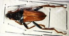 Cerambycidae Mastododera nodicollis 24-27mm A1 from MADAGASCAR - #1831 picture