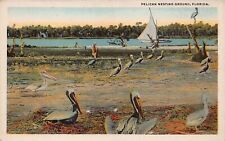 Palatka FL Florida Pelican Nest Birds Swamp Lake Sailboat Vtg Postcard P10 picture