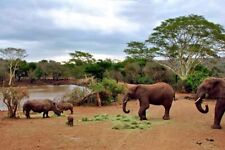 Rhinoceros Rhino Elephant Zulu Nyala Game Reserve South Africa Photograph picture