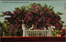 FL-Florida, An Arbor Of Purple Bougainvillea Vintage Souvenir Postcard picture