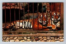Madison WI-Wisconsin, Royal Bengal Tigers, Park Zoo, Vintage Postcard picture