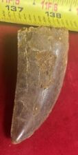 Rare Carcharodontosaurus Dinosaur Tooth T Rex Cousin 95 Mil Yrs Fossil 2 1/2” picture