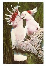 Miami FL Postcard Florida Parrot Jungle Topsy and Pinky Vintage picture