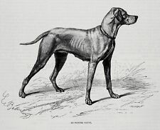 Dog Weimaraner Pointer, 1870s Antique Engraving Print & Breed Description picture