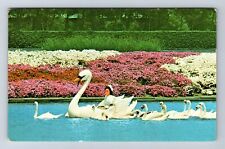 Inglewood CA-California, Hollywood Park, Swanboat, Goose Girl, Vintage Postcard picture