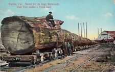 Eureka California Huge Redwood Tree Train RR Load Vintage PNC Glosso Postcard picture