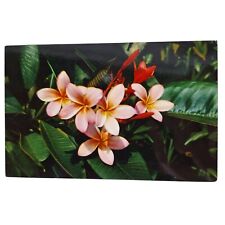 Postcard Pink Plumieria Hawaiian Flower Chrome Unposted picture