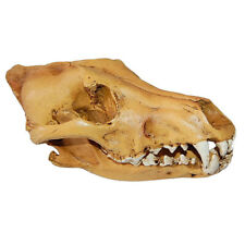 1 PC Wolf Skull Collection Simulated Wolf Skull Well Workmanship Resin Head picture