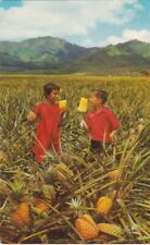 Boys in Pineapple Field-Field Ripe Pineapples, Hawaii picture