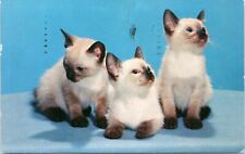 c1950's Three Siamese Kittens, Vintage Chrome, very nice card, cats picture