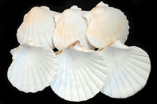 6 XL White Irish Baking Scallop Shells (4.5-5