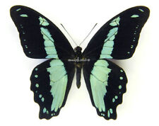 Unmounted Butterfly/Papilionidae - Papilio chrapkowskoides nurettini, male, A- picture