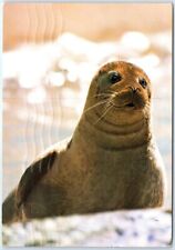 Postcard - Common Seal (Phoca vitulina) picture