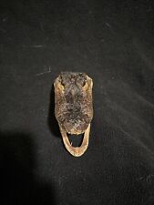 Genuine Taxidermy Alligator Heads 5 to 7 Inch picture