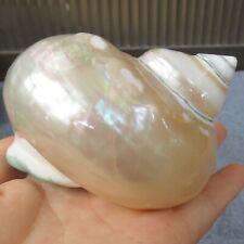 Large Conch Shell, Beautiful Large Shells,Home Decoration,Snail Shells,Sea Shell picture