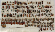 Cantharidae and some other BIG SET 239 pcs, different regions of Ukraine picture