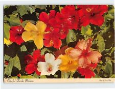 Postcard Colorful Florida Hibiscus, Florida picture