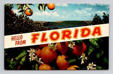 Postcard Hello from Florida Oranges Large Letter, Vintage Chrome N19 picture