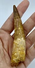 Spinosaurus 4 1/4” Huge Tooth Dinosaur Fossil before T Rex Cretaceous S232 picture