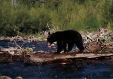 Maine Black Bear Cub walking on log ~ unused postcard sku243 picture