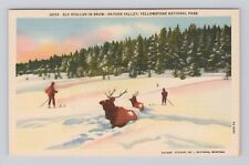 Postcard Elk Stalled in Snow Hayden Valley Yellowstone National Park Wyoming picture