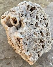 OUTSTANDING** 9.5 Lb Sparkling Quartz Crystal Encrusted Coral Fossil Rock-Texas picture