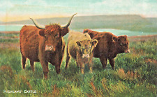 HIGHLAND CATTLE IN SCOTLAND~POSTCARD picture