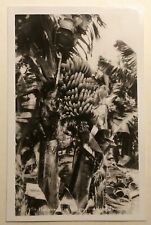1940's Banana Tree H-134 TH Hawaii RPPC Less than Coffee picture