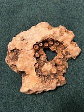 Ancient Sea Life Fossilized Coral Specimen 26.5 oz / 759 grams picture