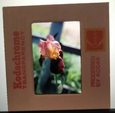 1970s Purple Soft Pink Yellow Iris Flowers Photographers' Slide Kodachrome Photo picture