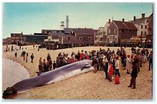 c1960s Large Finback Scene Whale Provincetown Massachusetts MA Unposted Postcard picture