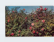 Postcard Acres and Acres of Roses Phoenix Arizona USA picture