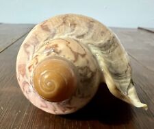 SEASHELL Volute Livonia Mammilla UNIQUE Beautiful EXELENT Very Old Shell picture