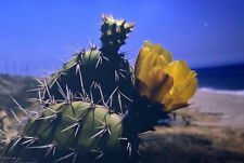 Vintage Photo Slide Prickly Pear Leo Carrillo Beach California Los Angelos 1971 picture