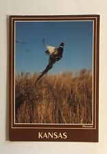 Postcard - Pheasant in Flight, Kansas picture