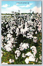 A Field of Cotton Vintage Postcard picture