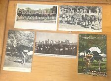 5 EARLY 1900'S CAWSTON OSTRICH FARM SOUTH PASADENA CALIFORNIA CA POSTCARDS picture