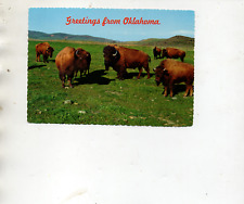 GREETINGS FROM OKLAHOMA  BUFFALO HERD POSTCARD picture