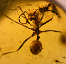 A101 BU361 Worker Ant w/large stinger in Burmese Amber Burmite 99mya picture