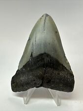 Megalodon Shark Tooth 3.71” Natural - Real Fossil - Rare 18254 picture