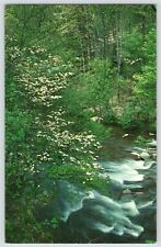 Dogwood in Bloom Mountain Stream North Carolina Postcard Landscape Nature picture