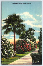 Original Old Vintage Antique Postcard Oleanders In Bloom Landscape Florida USA picture