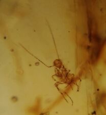 100 MILL. YEARS OLD BURMITE AMBER WITH CRCKET & MOSQUITO (ABR12/61) picture