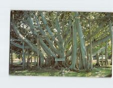 Postcard Banyan Tree Florida USA picture