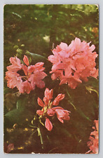 Rhododendrons Postcard 3670 picture