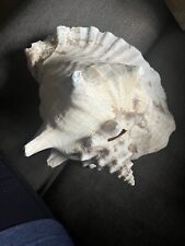Vintage Horned Conch Seashell  Shell home Decor Pink Gorgeous picture